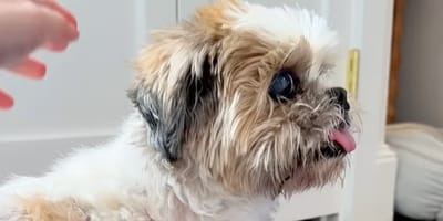 Un chien âgé