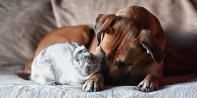 Un chien allongé à côté d'un lapin
