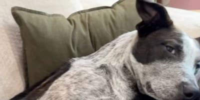 Un chien allongé avec un autre