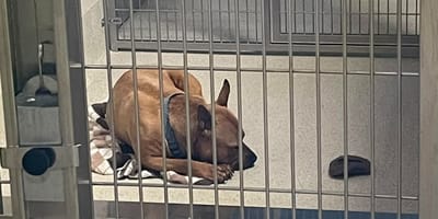 A dog lying in his kennel at a rescue centre