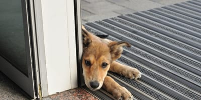 Un chien allongé près d'une porte