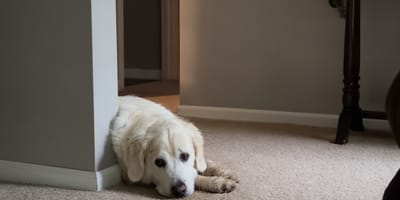 Un chien allongé sur la moquette de sa maison