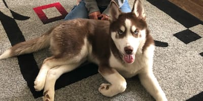 A dog lying on a rug