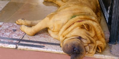 A dog lying on a terrace