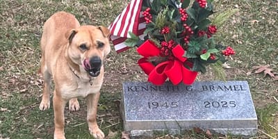 A dog sitting by a gravestone in a cemetery.