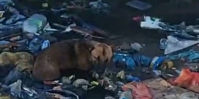 Un perro en medio de la basura