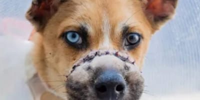 Ein Hund mit gefesselter Schnauze