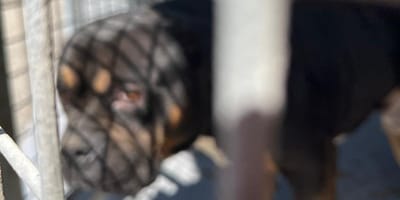Un chien au regard triste qui a été abandonné