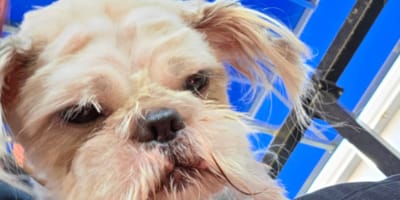 Un chien avec les poils emmêlés