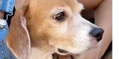 Een Beagle hond