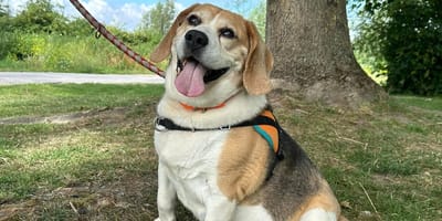 Un chien Beagle disponible à l'adoption