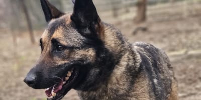 Un chien berger allemand croisé malinois