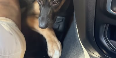 Een Duitse Herder in een auto bij de pedalen