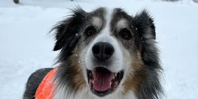 An Australian Shepherd dog in the snow