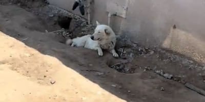 Een witte hond