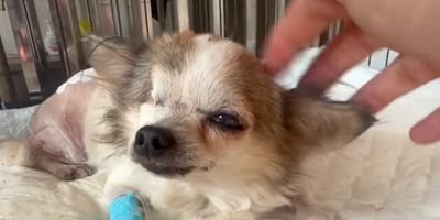 un chien blessé