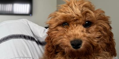 Een cavapoo hond