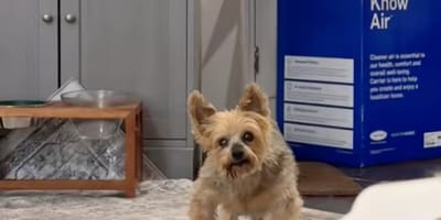 Een hond bij de dierenarts