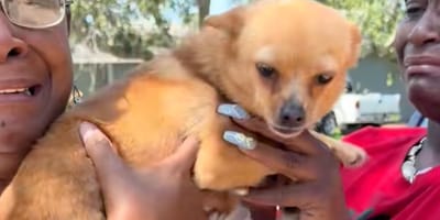 Een chihuahua