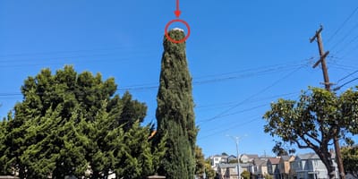 Un chien coincé au sommet d'un arbre