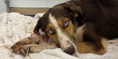 Un chien couvert de tiques