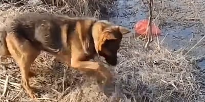 Un chien dans la forêt pendant les incendies en Algérie