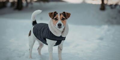 Un chien dans la neige avec un manteau