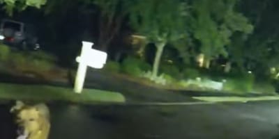 Un chien dans la nuit