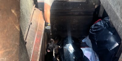 Un chien dans le fond d'une benne à ordures