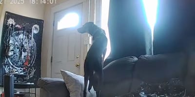 Un chien dans le salon