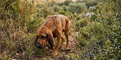 un chien dans les hautes herbes