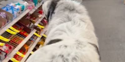 Ein Hund in einem Laden