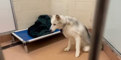 Un chien dans un refuge