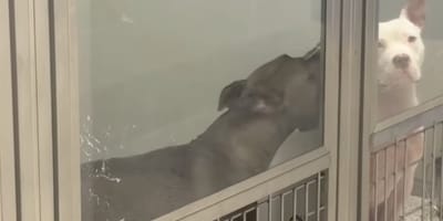 Un chien dans un refuge