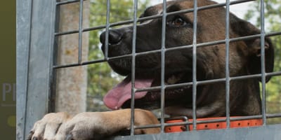 Un chien dans un refuge