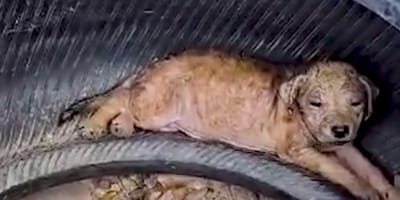 Un perro dentro de un neumático viejo