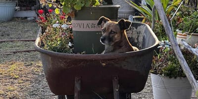 Un chien dans une brouette