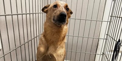 Un cane in una gabbia dal veterinario