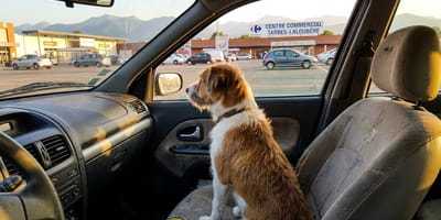 A dog in a car