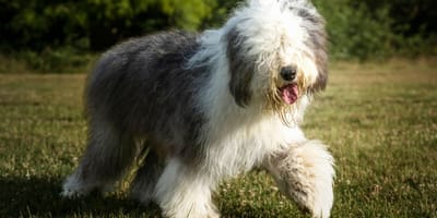 Un chien de race Bobtail