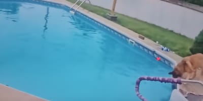 Ein Hund vor einem Pool