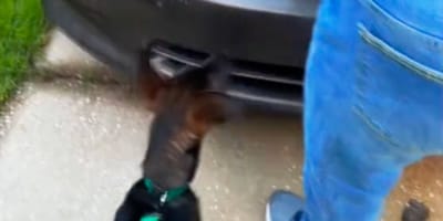 Un perro frente a un coche