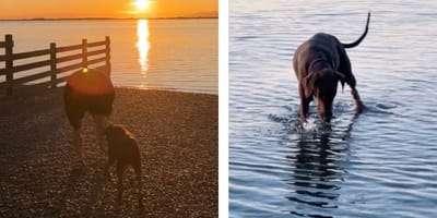Doberman w parku