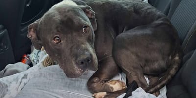 Un chien donné sur leboncoin