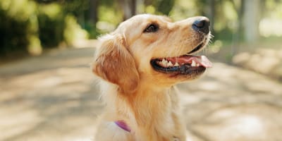 Un chien en été