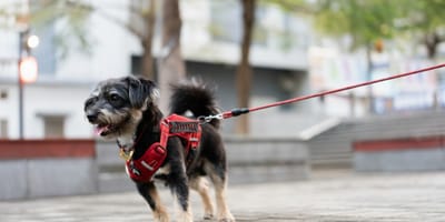 A dog enjoying a summer walk