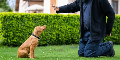 Un chien en pleine session d'éducation