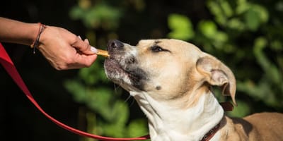 Een hond aan de wandel