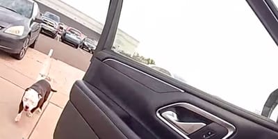Un chien errant