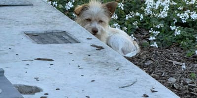 Ein streunender Hund